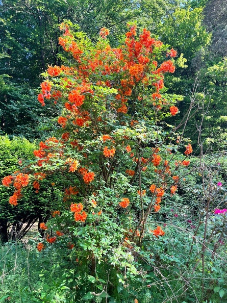 23-06-03 16-51-14 5802.jpeg